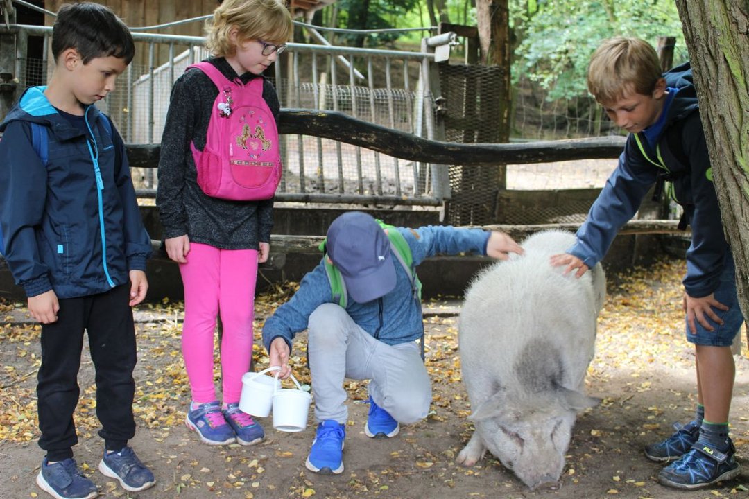 Kinder streicheln ein Schwein