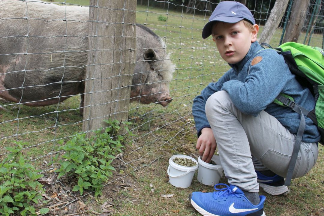 Junge füttert ein Schwein
